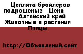 Цеплята бройлеров подрощеные › Цена ­ 100 - Алтайский край Животные и растения » Птицы   
